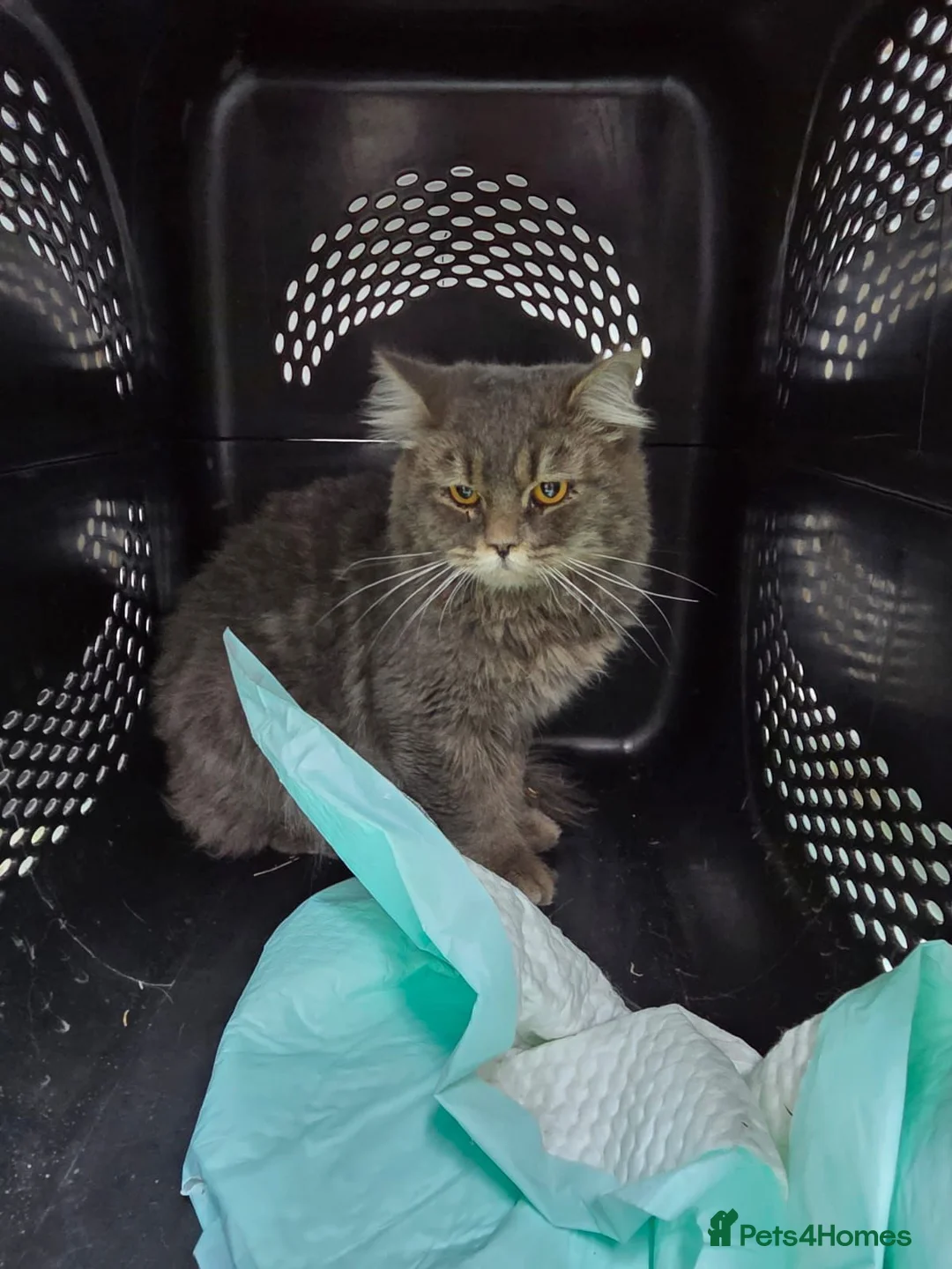 Mixed Breed cats for adoption: SHADOW MIX PERSIAN LAPCAT BOY NEUTERED GROOMED - Advert 1