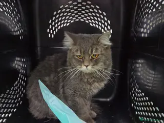 Mixed Breed cats SHADOW MIX PERSIAN LAPCAT BOY NEUTERED GROOMED - Advert 16