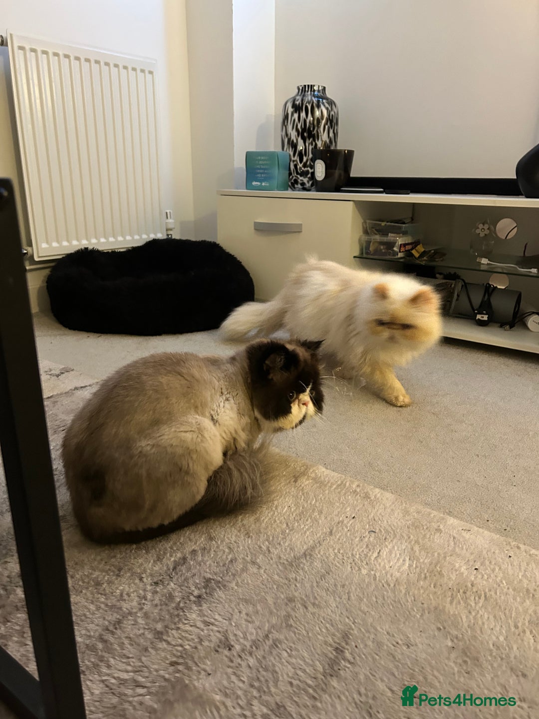 Persian cats for sale: Persian bonded pair - Advert 3