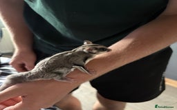 Sugar Glider rodents for sale: 2 baby sugar gliders "twins"  - Image 3