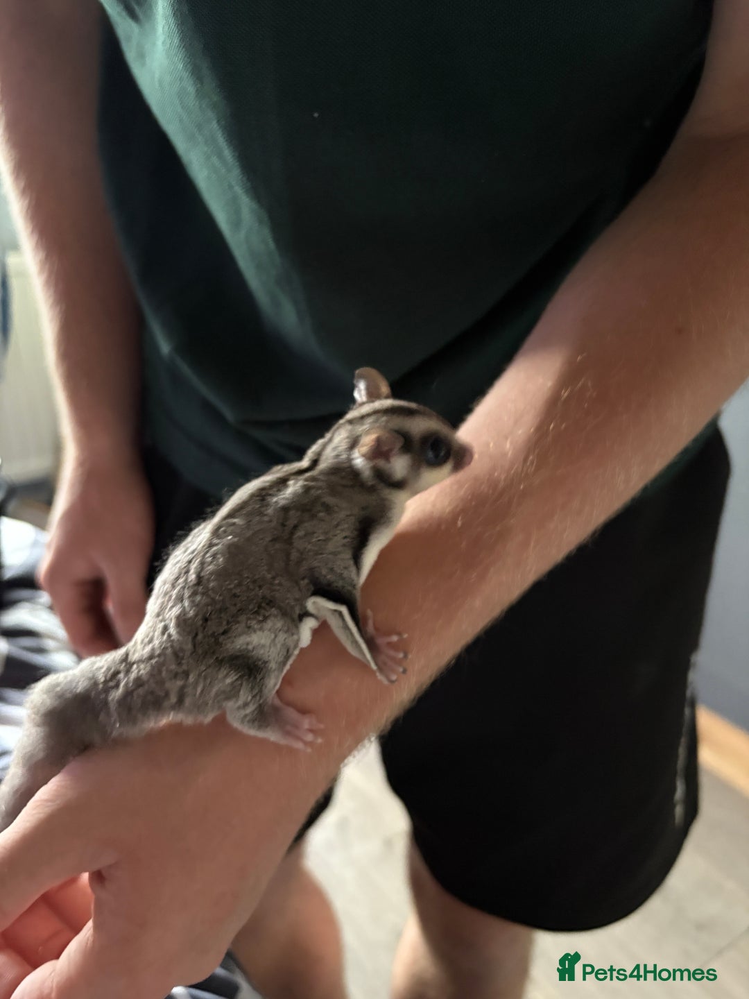 Sugar Glider rodents for sale: 2 baby sugar gliders "twins"  - Image 3