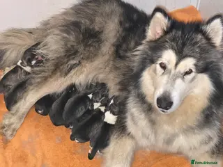 Alaskan Malamute dogs Pure Alaskan Malamute - Advert 1