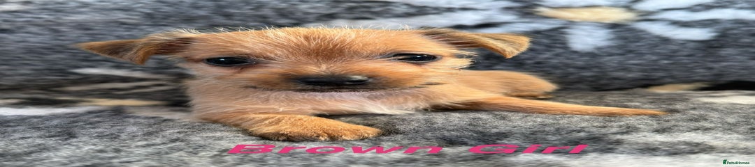 Jack Russell Puppy 6
