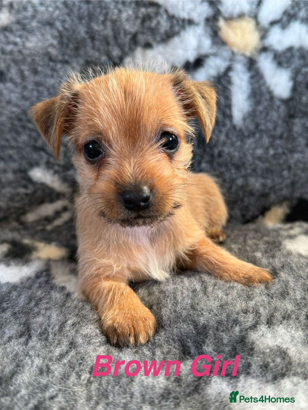 Jack Russell dogs for sale: Stunning Jack Russell pups - Image 13