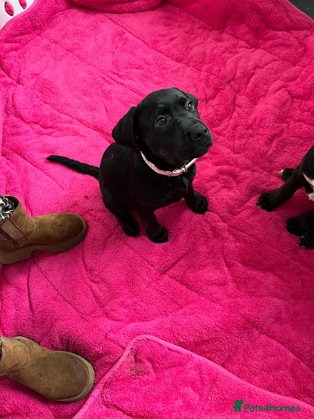 Mixed Breed dogs for sale: Bullmastiff cross puppies  - Advert 9