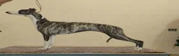 Whippet dogs for stud: KC Registered Whippet at stud - Advert 5