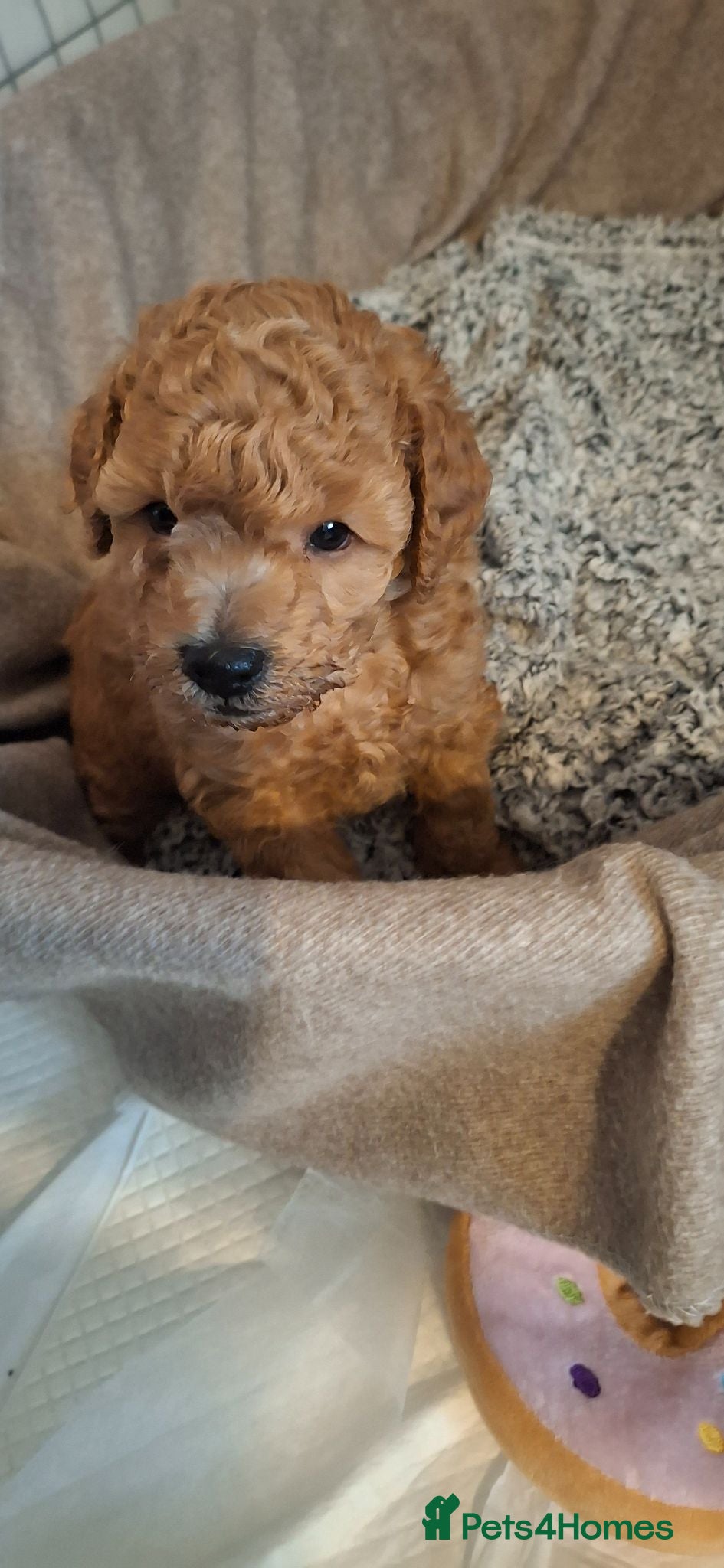 Toy Poodle dogs Toy poodle puppies  - Advert 12