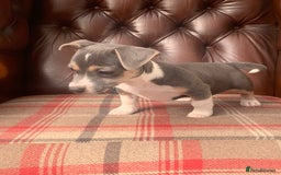 Jack Russell dogs for sale: Fantastic litter of miniature jr rare  colours  - Image 21