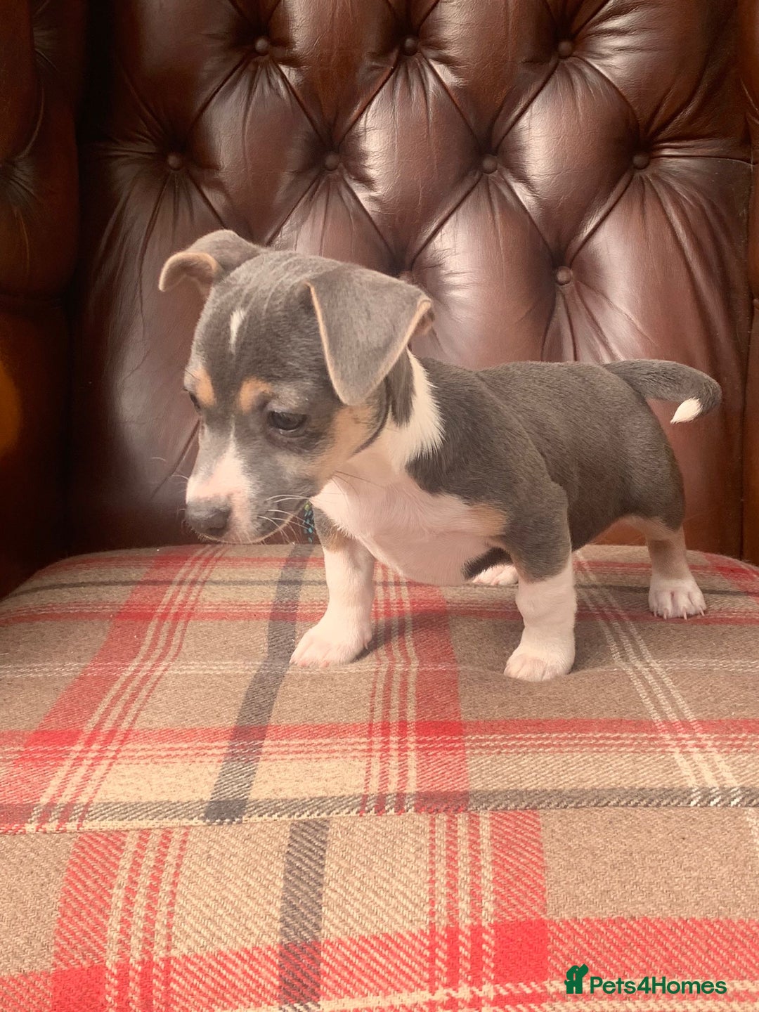 Jack Russell dogs for sale: Fantastic litter of miniature jr rare  colours  - Image 21