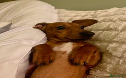 Miniature Dachshund dogs for stud: RODNEY for stud  - Image 4