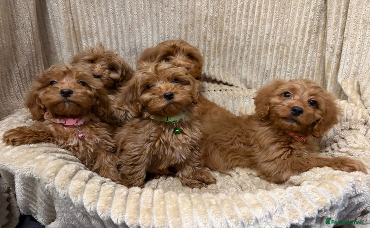 Cockapoo dogs - Advert 1