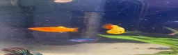 Platies fish for sale: Platy fish for sale in Middlesbrough - Advert 7