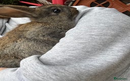 English rabbits for sale: 2 male rabbits  - Image 2