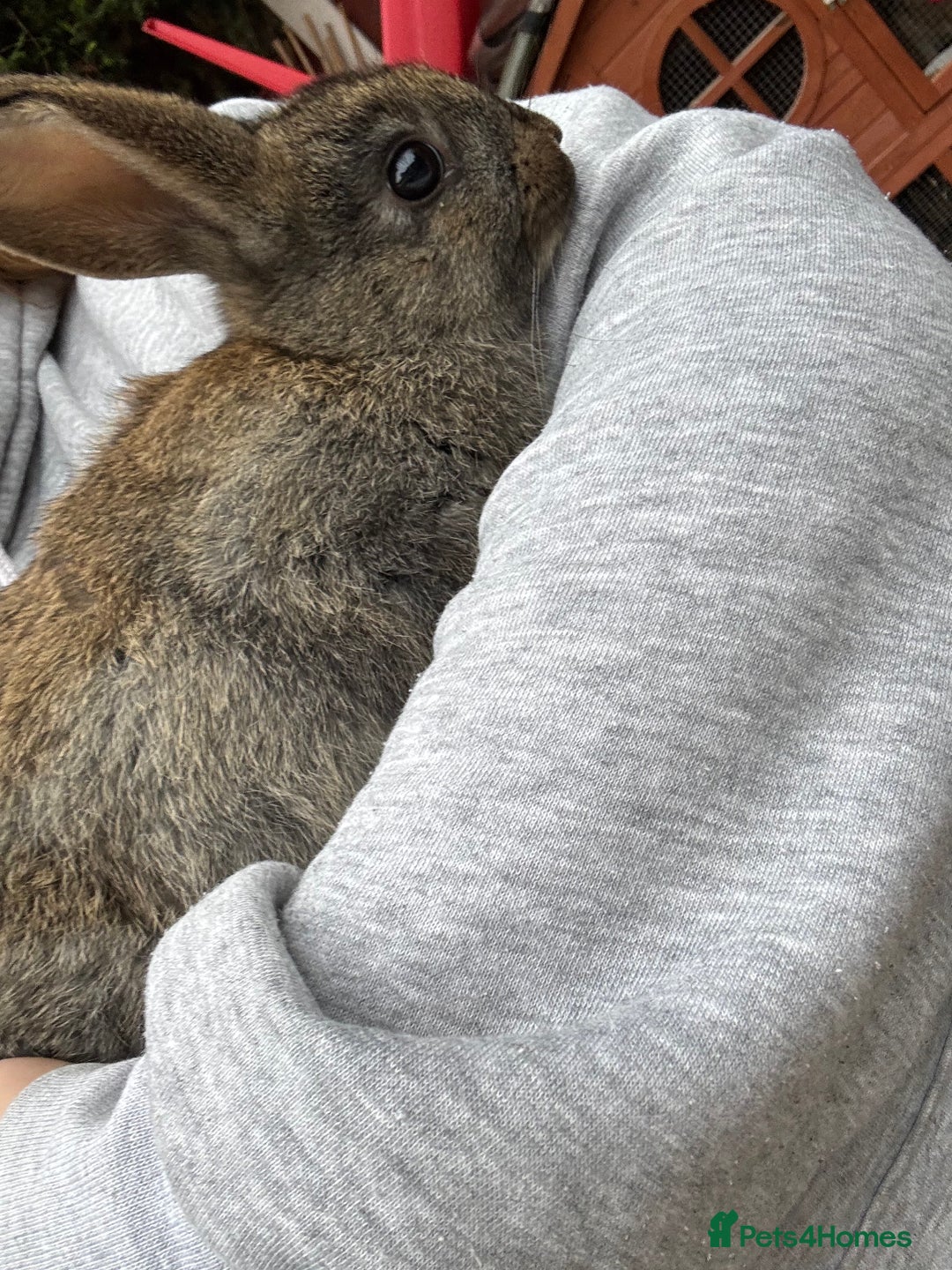 English rabbits for sale: 2 male rabbits  - Image 2