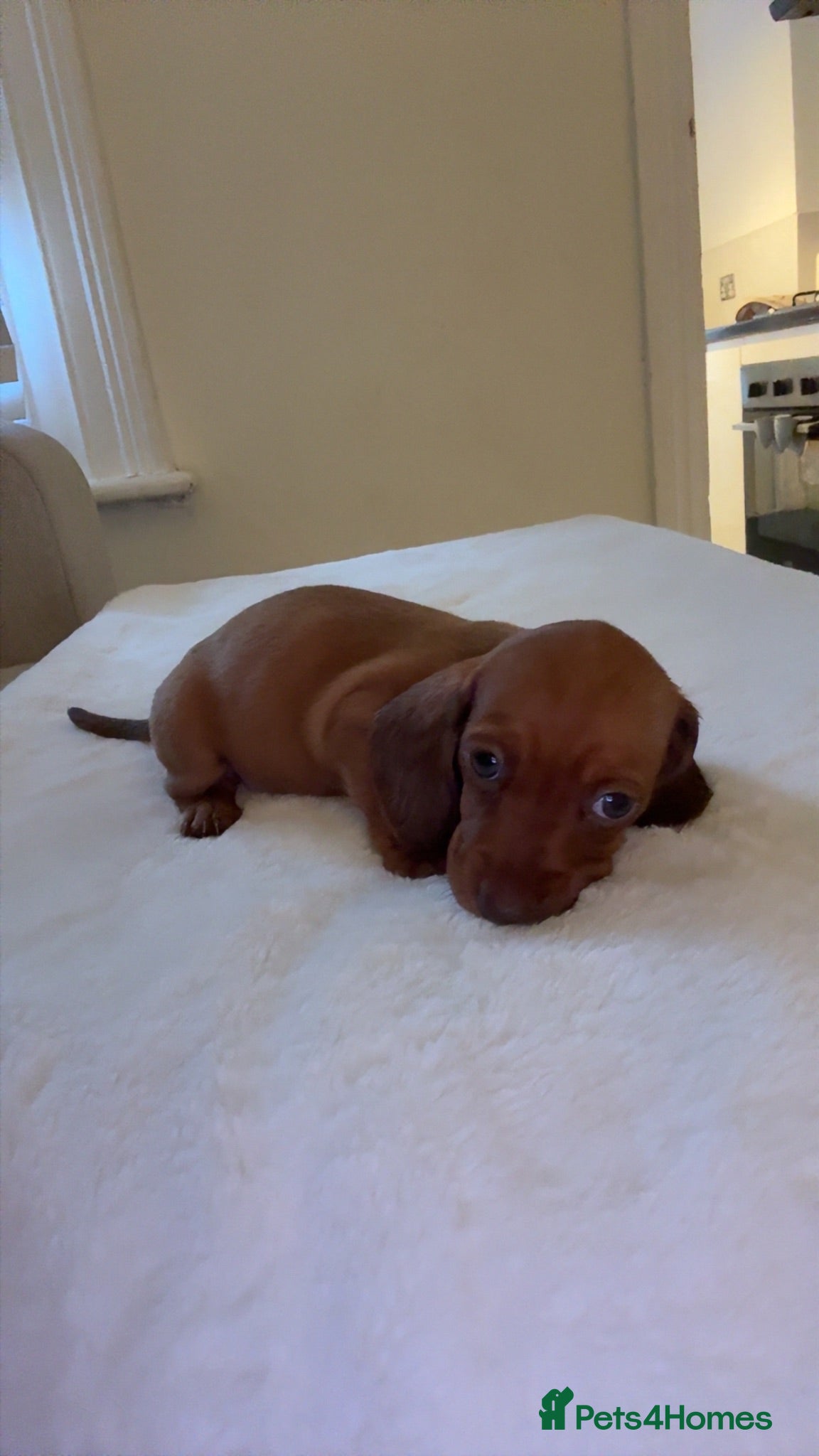 Miniature Dachshund dogs 1 beautiful  miniature dachshund puppy left  - Advert 5