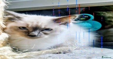 Ragdoll cats  LAST Pedigree Ragdoll for sale now REDUCED £450 - Advert 8