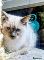 Ragdoll cats LAST Pedigree Ragdoll for sale now REDUCED £450 - Advert 8