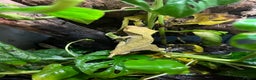 Gecko reptiles for sale: Male Crested Gecko - Advert 5