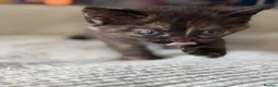 Mixed Breed cats for sale: 4 beautiful kittens  - Advert 10
