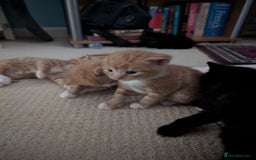 British Shorthair cats for sale: Kittens from loving country cottage home - Image 2