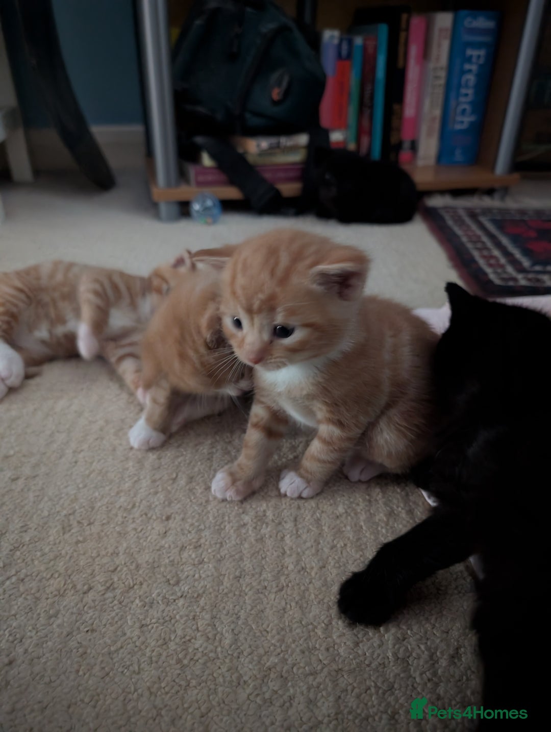 British Shorthair cats for sale: Kittens from loving country cottage home - Image 2
