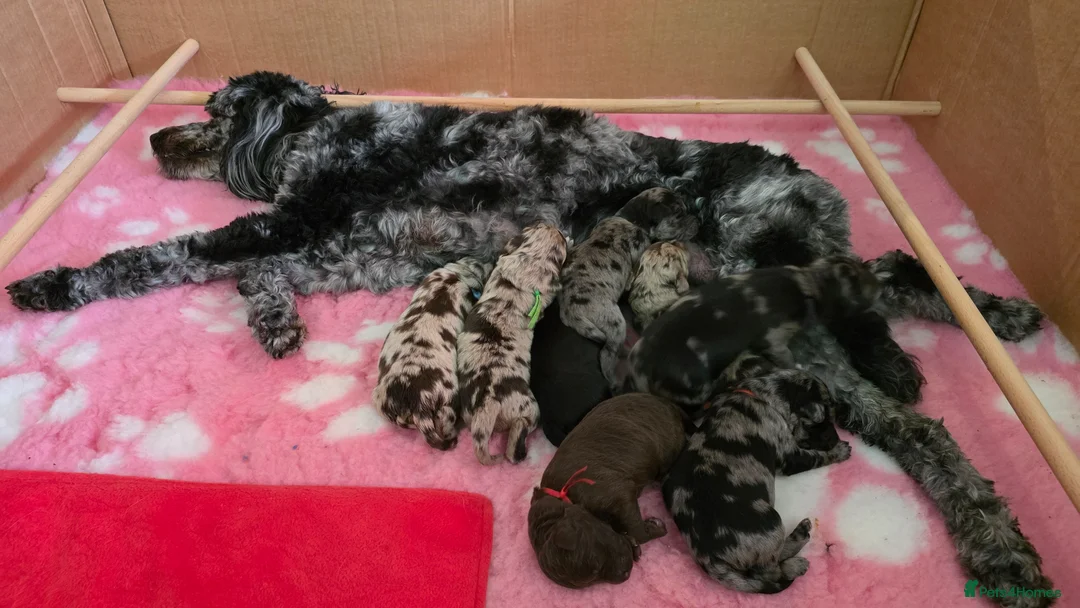 Bordoodle dogs for sale: 🐾 Last Three Cuties Looking For Their Humans 🐾 - Advert 2