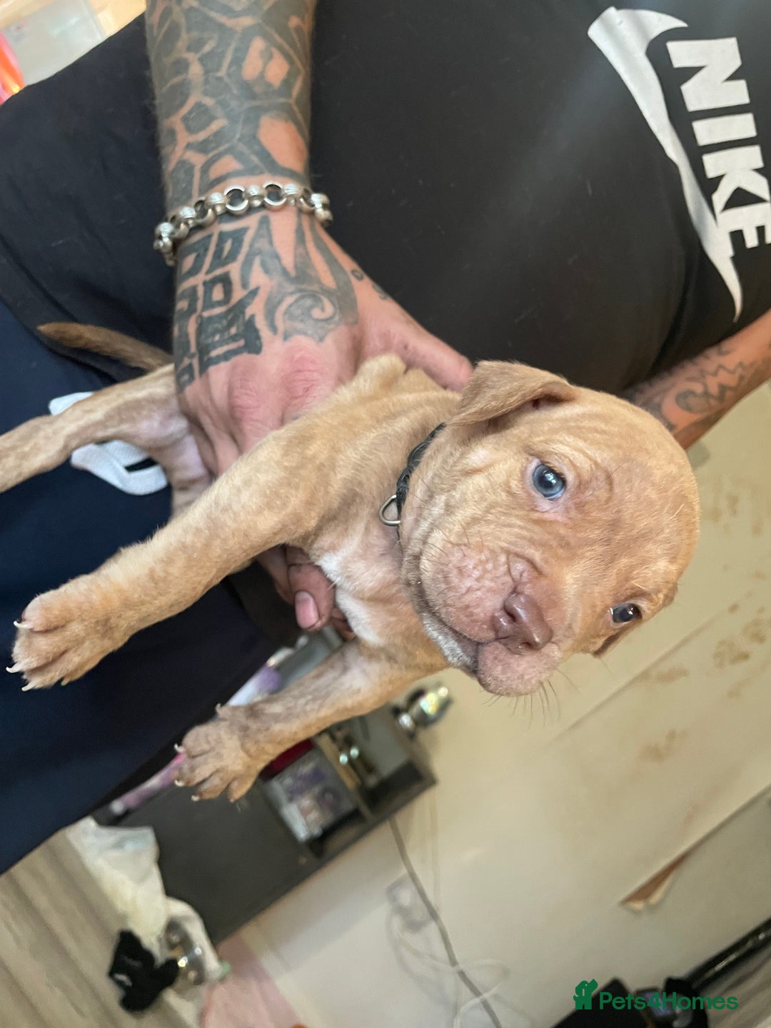 Staffordshire Bull Terrier dogs for sale: Staffy puppy  - Image 2