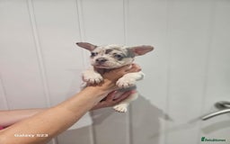 French Bulldog dogs for sale: ⭐️⭐️⭐️⭐️litter of 6 Beautiful french bulldogs 😍🏠 in Southampton - Image 4