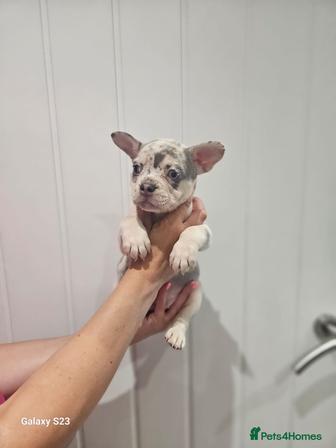 French Bulldog dogs for sale: ⭐️⭐️⭐️⭐️litter of 6 Beautiful french bulldogs 😍🏠 in Southampton - Image 4
