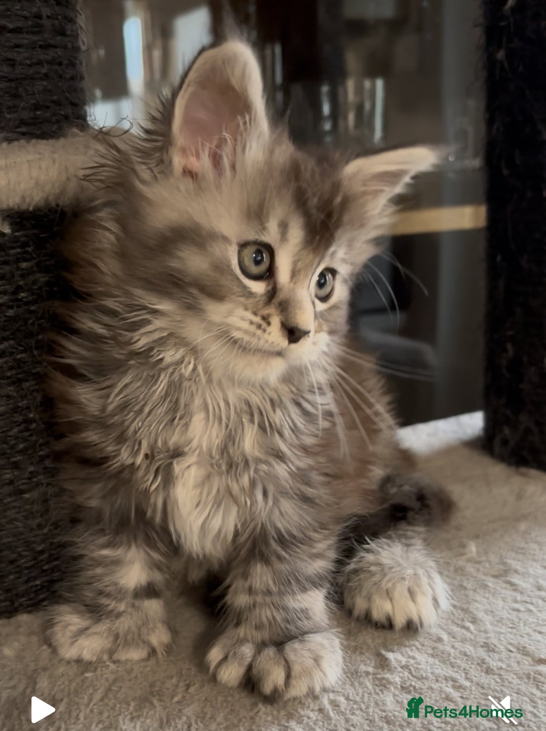 Maine Coon cats for sale: Maine Coon kittens polydactyl/non polydactyl  - Advert 23