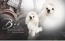 Labradoodle dogs for sale: Beautiful labradoodle pups  - Image 24