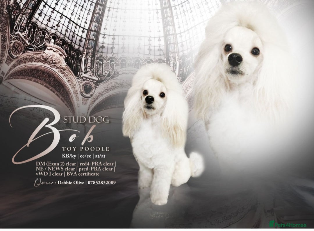 Labradoodle dogs for sale: Beautiful labradoodle pups  - Image 24