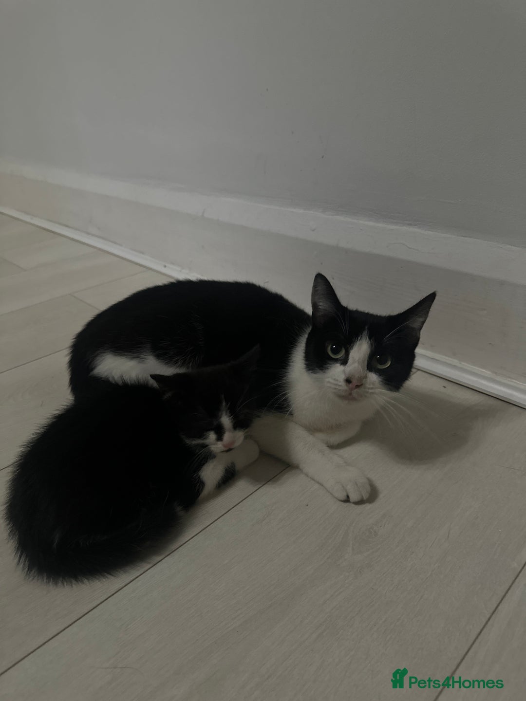 British Shorthair cats for sale: Kitten for sale 1 left ! - Image 4