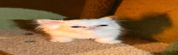 Persian cats for sale: cute Persian kittens looking for a home  in Hounslow - Advert 28