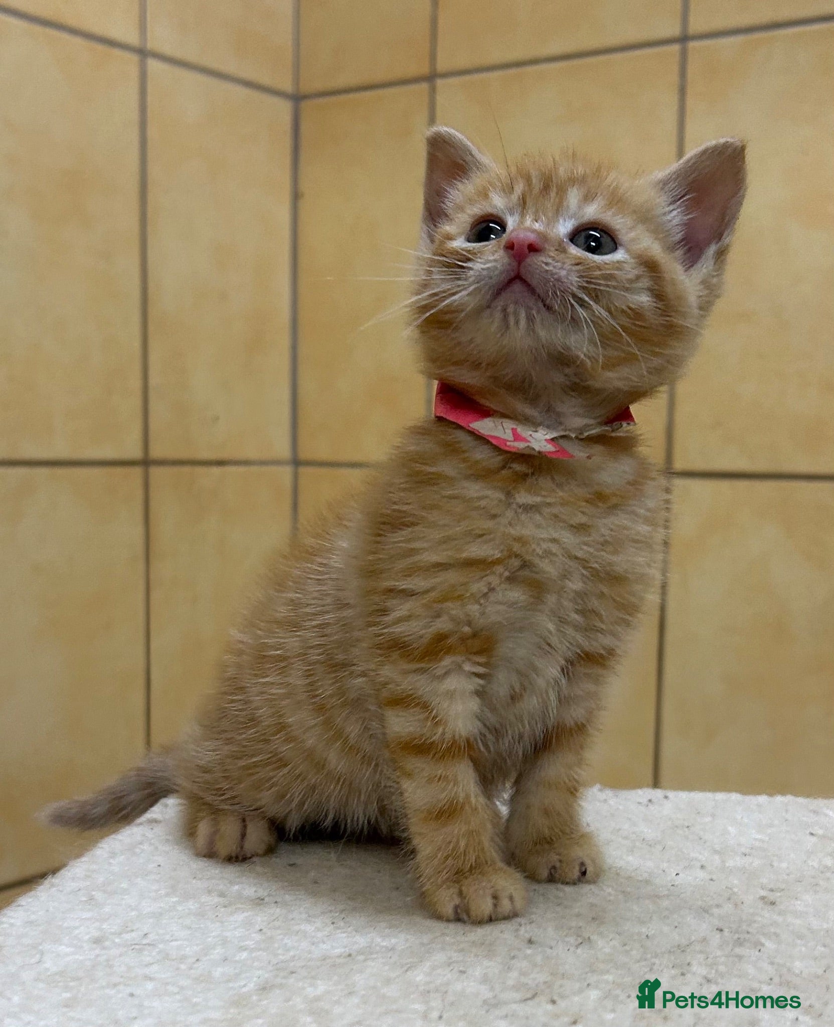Mixed Breed cats Female Pure Ginger Mackerel short hair  Tabby - Advert 13