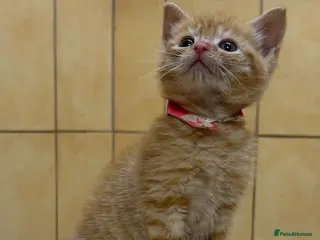 Mixed Breed cats Female Pure Ginger Mackerel short hair Tabby - Advert 13
