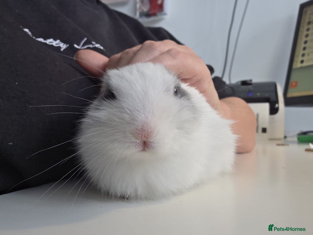 Mixed Breed rabbits for sale: Beautiful hand reared rabbit  - Advert 1