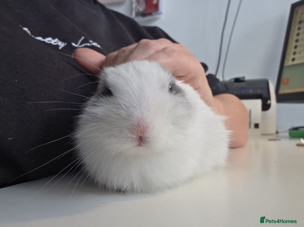 Mixed Breed rabbits Beautiful hand reared rabbit - Advert 1