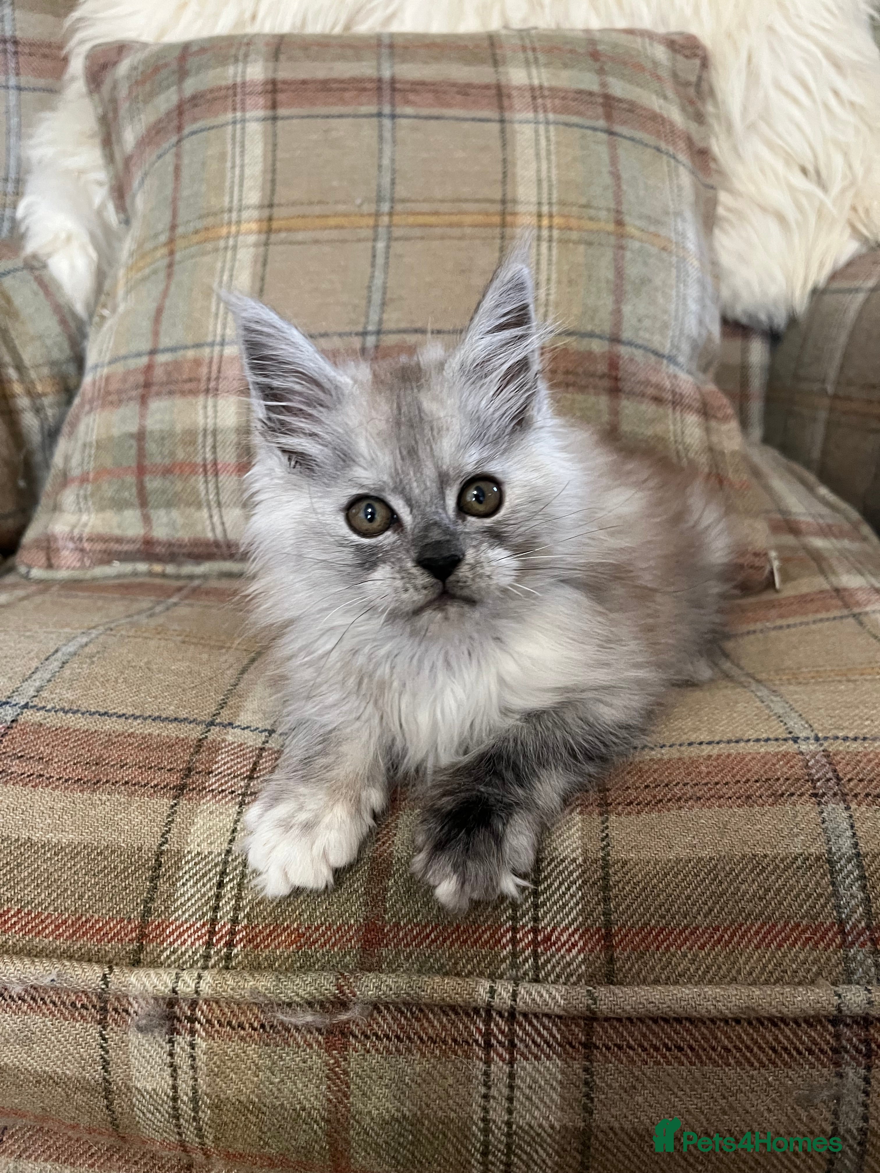 Mixed Breed cats ⭐️Beautiful Half-Maine Coon Kitten⭐️ - Advert 2