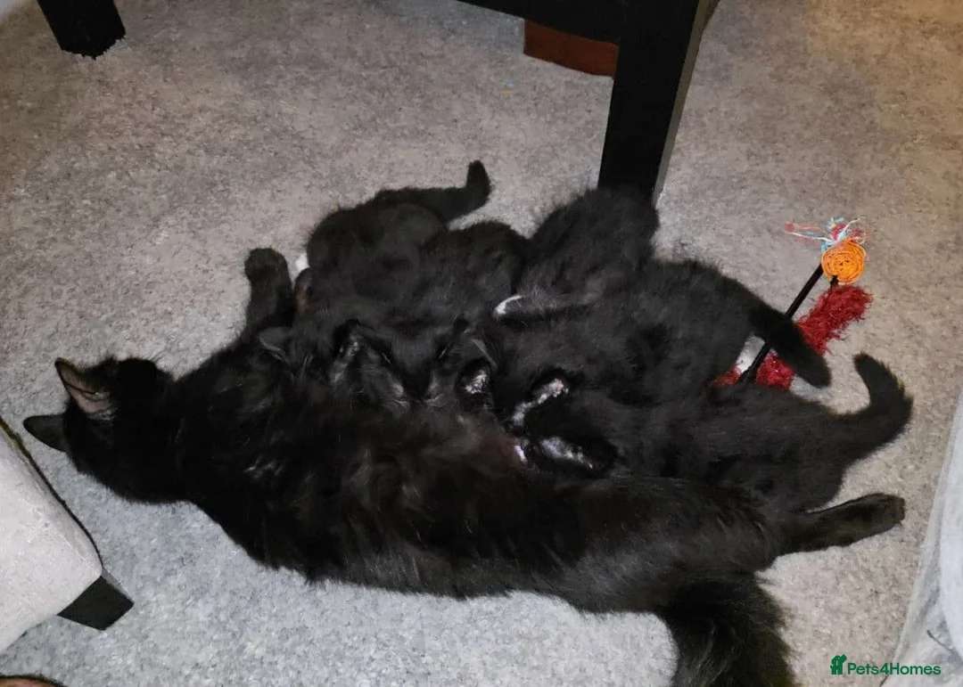 Turkish Angora cats for sale: Turkish Angora Mix Kittens - Advert 40