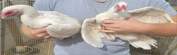 Chickens poultry for sale: 2 shamo aseel hen 1 pure assel hen in Nuneaton - Advert 1