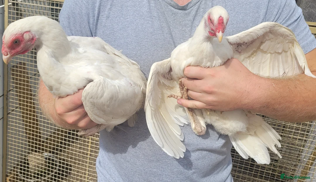 Chickens poultry for sale: 2 shamo aseel hen 1 pure assel hen in Nuneaton - Advert 1