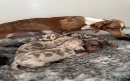 Miniature Dachshund dogs for sale: 5⭐️ licensed breeder - dapple miniaturedachshunds  - Image 10
