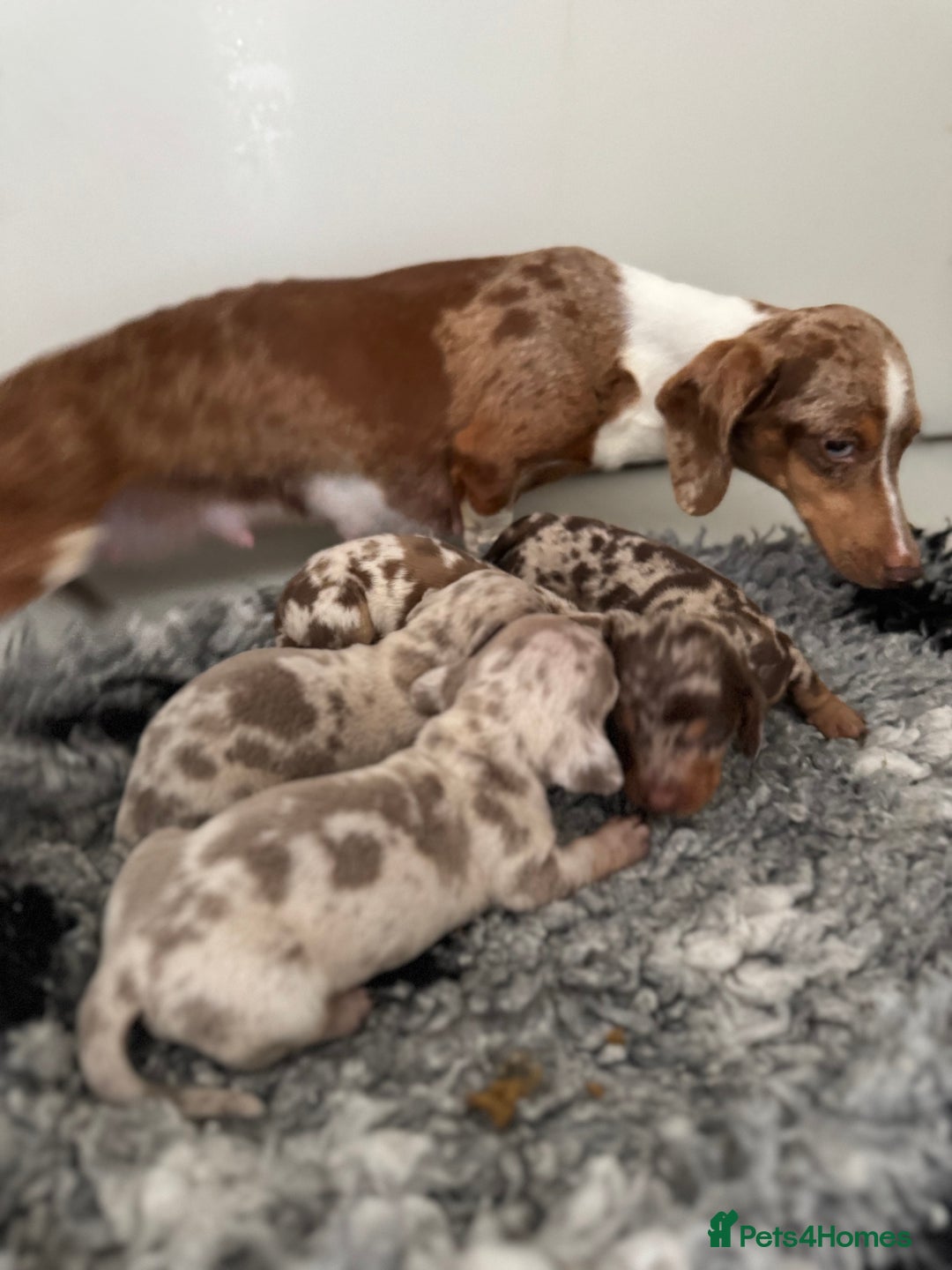 Miniature Dachshund dogs for sale: 5⭐️ licensed breeder - dapple miniaturedachshunds  - Image 10