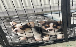 Welsh Corgi Pembroke dogs for sale: Beautiful Welsh Corgi Pembroke girls  - Advert 7