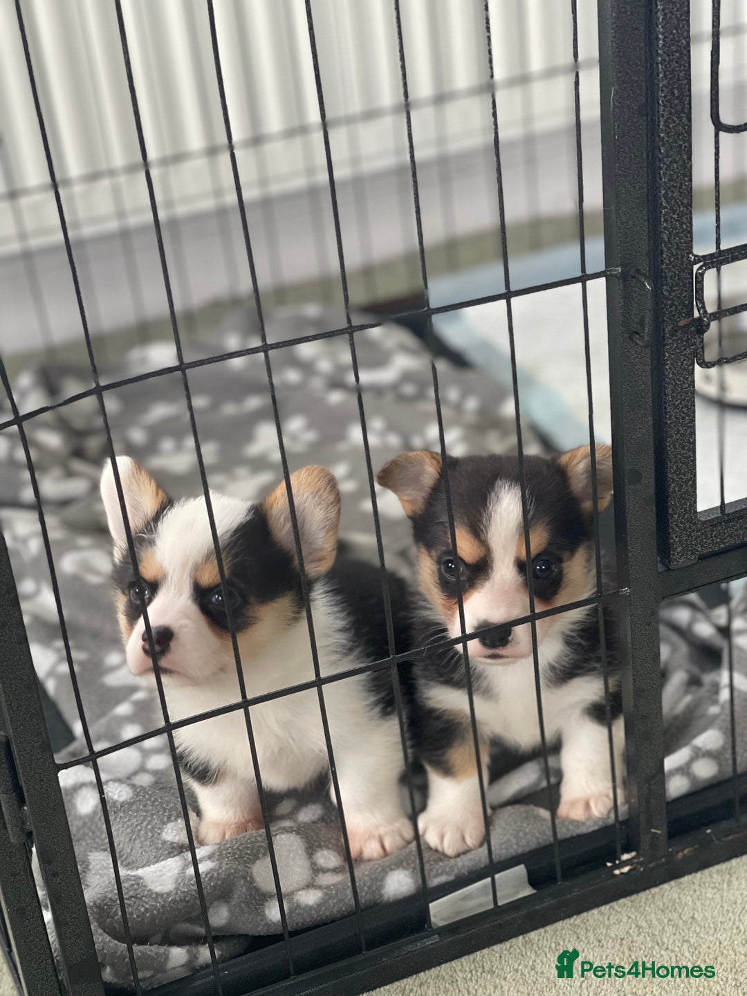 Welsh Corgi Pembroke dogs for sale: Beautiful Welsh Corgi Pembroke girls  - Advert 7