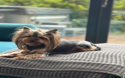 Yorkshire Terrier dogs for sale: Miniature Yorkshire Terrier puppies. - Image 7