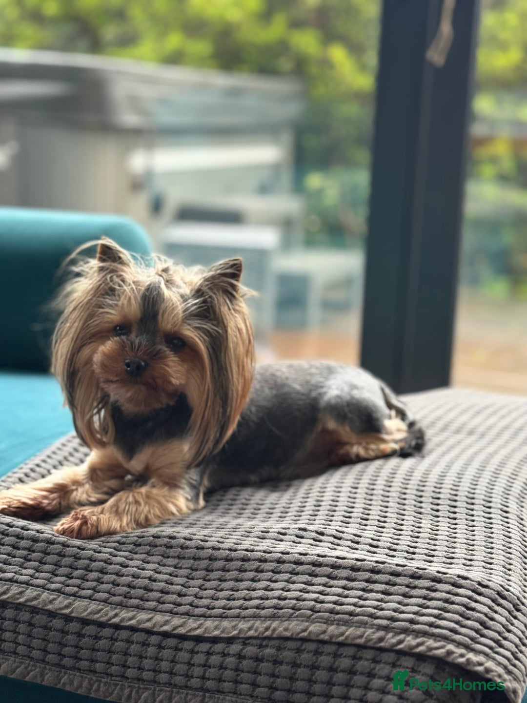 Yorkshire Terrier dogs for sale: Miniature Yorkshire Terrier puppies. - Image 7