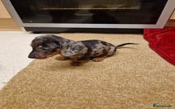 Miniature Dachshund dogs for sale: Black grey dapple, Black Tan miniature dachshund - Image 20
