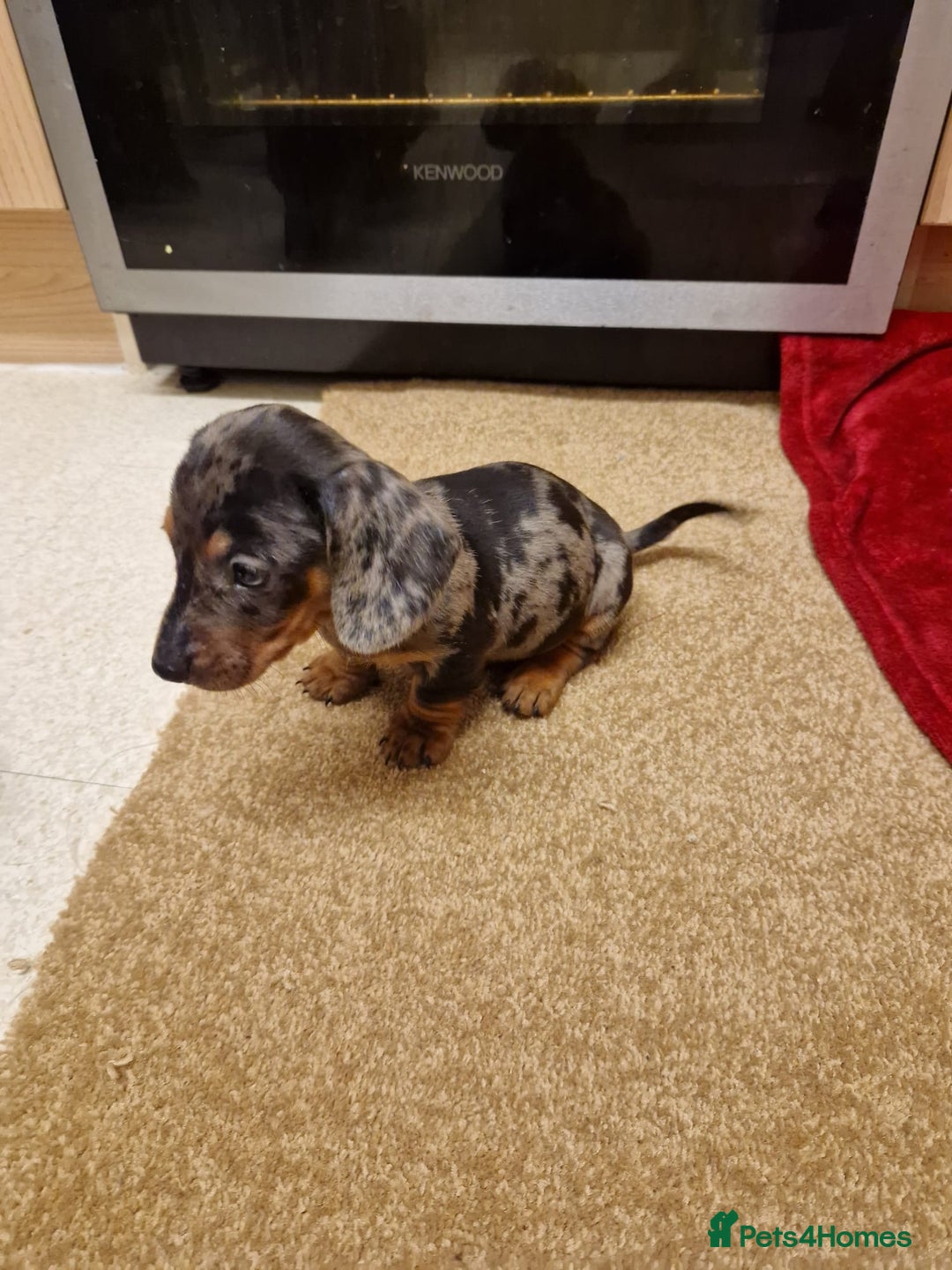 Miniature Dachshund dogs for sale: Black grey dapple, Black Tan miniature dachshund - Image 20